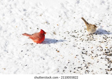 Male American Cardinal, Redbird Eating Seeds On Snow Covered Ground