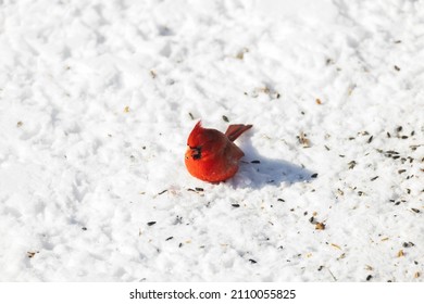 Male American Cardinal, Redbird Eating Seeds On Snow Covered Ground