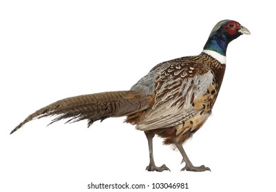 Male American Common Pheasant, Phasianus colchicus, standing in front of white background