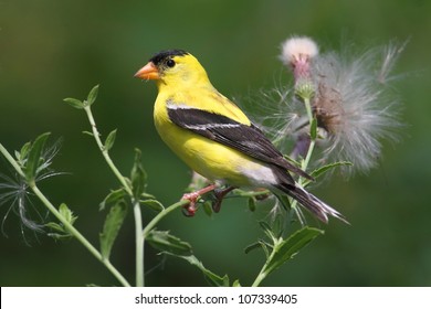 Male American Goldfinch (Carduelis tristis) eating on a thistle flower with a green background