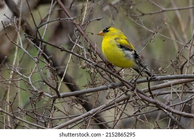 A male American Goldfinch is perched on a bare branch. Also known as a Wild Canary. Taylor Creek Park, Toronto, Ontario, Canada.