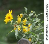 A male American goldfinch (Spinus tristis) but formerly (Carduelis tristis) is harvesting petals from a Maximilian sunflower (Helianthus maximiliani) in summer.