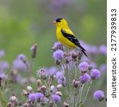 Male American Goldfinch (Spinus tristis) gathering thistle down for its nest - Sarnia, Ontario, Canada