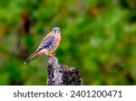 Male American Kestrel, Falco sparverius, perched on a burned tree stump in a forest.