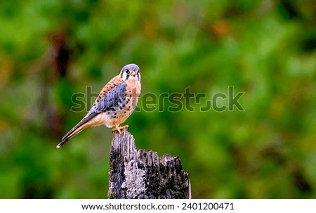 Male American Kestrel, Falco sparverius, perched on a burned tree stump in a forest.