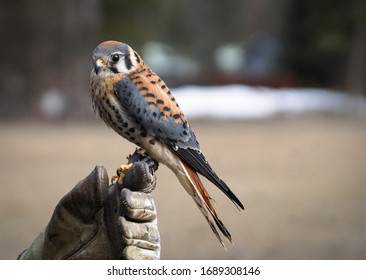 Male American Kestrel For Falconry