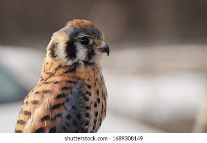 Male American Kestrel For Falconry