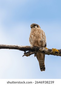 Male American Kestrel perched on a tree branch seen from below blue sky in background. Raptor watching hunting for prey animals.