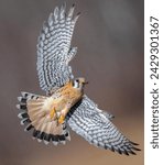 A male American Kestrel soars gracefully through the sky, showcasing its majestic flight. A captivating moment of freedom and agility in nature