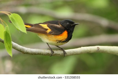 Male American Redstart