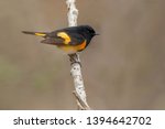 A male American Redstart is perched on a deadbranch. Taylor Creek Park, Toronto, Ontario, Canada.