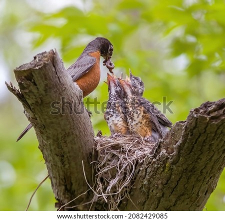 Male American robin feeding young birds at nest