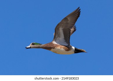 Male American Wigeon Flying Seen North Stock Photo 2149183023 ...