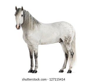 Male Andalusian, 7 years old, also known as the Pure Spanish Horse or PRE against white background
