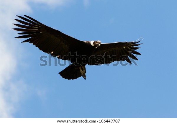 Male Andean Condor Flight Shot Highlands Stock Photo Edit Now 106449707