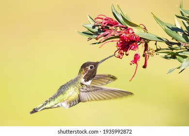 Male Anna's Hummingbird in flight with red flowers - Shutterstock ID 1935992872