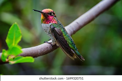 Male Anna's Hummingbird Sitting On A Branch Showing Gorget