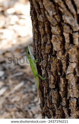 Male Anoles lizard, green color to blend with plants long green leaves.