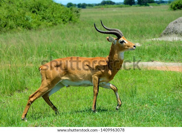 Male of Antelope Bohor reedbuck\
(Redunca redunca)  running in the Queen Elizabeth Uganda Reserve\
