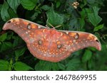 Male Antheraea larissa standing on a lantana plant, Malaysia