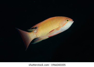 Male Anthias With Bite Mark At Tail Base Against Black Background. Underwater Image Taken Scuba Diving In Raja Ampat, Indonesia