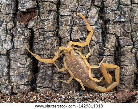 male Arizona bark scorpion, Centruroides sculpturatus, gertschi color morph, on bark