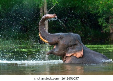 Азиатский слон наслаждается купанием.