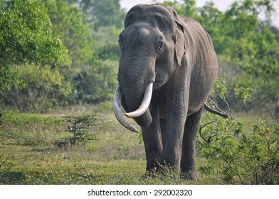  Male Asian Elephant With Entwined Tusks