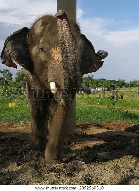 Male Asian Elephant Scientific Name Elephas Stock Photo 2052560510