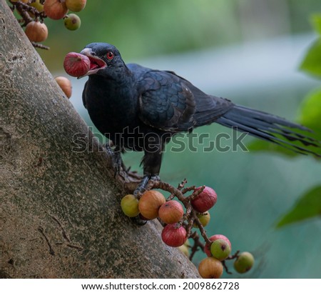 Male Asian Koel perch open low with fruit in the mouth 
