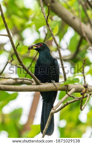 Male Asian Koel putting fruit in his mouth perching on a tree branch.