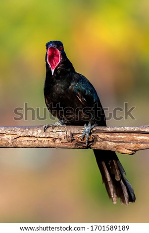 Male Asian Koel showing the tonsils