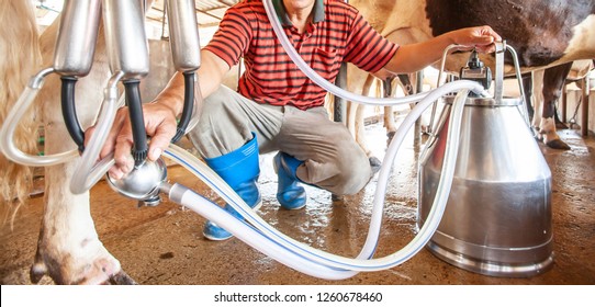 Male Asian Milker Milking A Cow With A Milking Machine Livestock Barn. Local Dairy Farm. Close, Wide Angle. Food Culture.