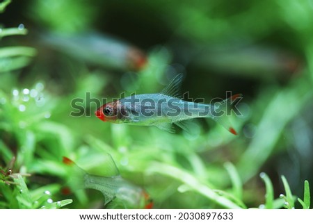 Male Asian Rummynose (Sawbwa resplendens) from burma
