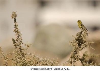 Male Atlantic canary Serinus canaria feeding on a Lycium intricatum. Las Palmas de Gran Canaria. Gran Canaria. Canary Islands. Spain.