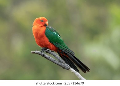 A male Australian King parrot with vibrant green and red feathers looks over its shoulder while perched on a dead branch in a suburban garden on the Gold Coast in Queensland, Australia. - Powered by Shutterstock