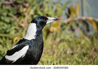 A male Australian magpie caught a worm in its beak. Early bird gets the worm. 