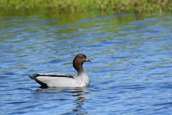 Male Australian Wood Duck, Maned Duck Or Maned Goose (Chenonetta Jubata)