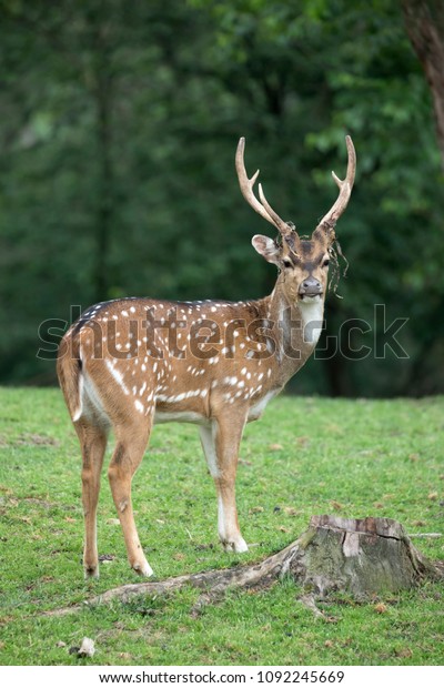 Male Axis Deer Chital Large Antlers Stock Photo Edit Now 1092245669