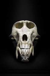 Male Baboon Skull Or Skeleton Frontal Close-up View In A Dramatic Dark Mood. Fine Art. Papio Ursinus