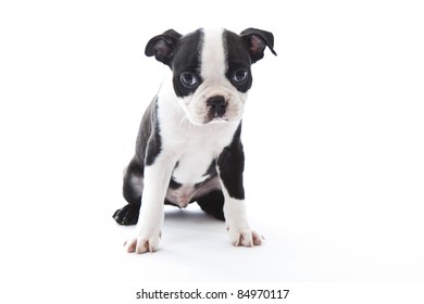 Male baby Boston Terrier on white, horizontal.