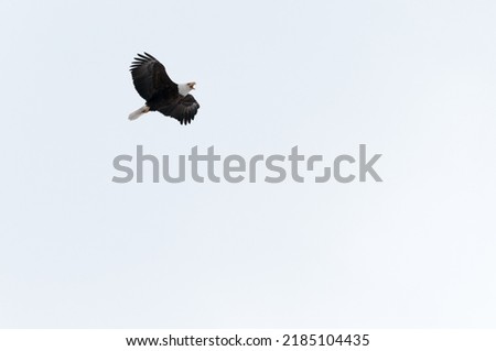 A male bald eagle circles over the nest in protective mode against a grey sky.