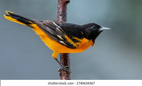 Oriole Bird High Res Stock Images Shutterstock