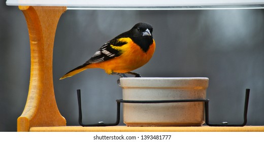 A male Baltimore Oriole in breeding plumage visits a bird feeder in Minnesota. Beautiful vivid orange yellow color makes this bird easy to locate in nature.