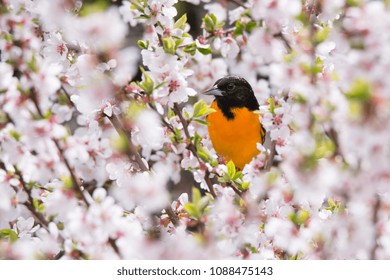 A male Baltimore Oriole forages for a meal among the cherry blossoms at Toronto's Rosetta McClain Gardens.