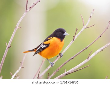 Male Baltimore Orioles In Spring