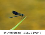 A male banded demoiselle (Calopteryx splendens) resting on a plant, sunny day in summer, Vienna (Austria)