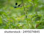 Male Banded  Demoiselle Damselfly (Calopteryx splendens) in flight ,hunting, above nettles with motion blur