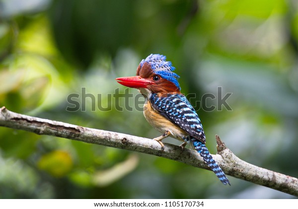 Male Banded\
kingfisher (Lacedo pulchella) stair at us in the forest (Banded\
Kingfisher; Lacedo\
pulchella)