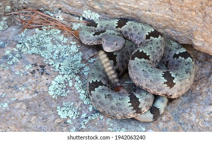 47 Crotalus lepidus klauberi Images, Stock Photos & Vectors | Shutterstock